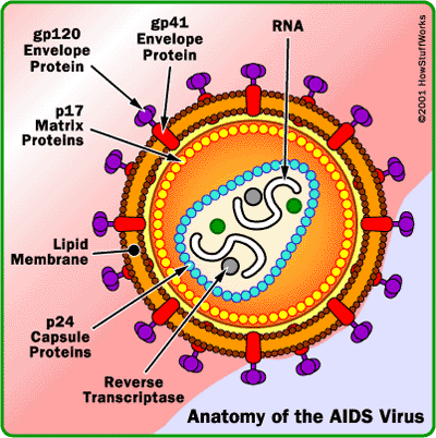 aids-pic3.gif